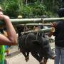 Indonésie - les cochons sont encore vivant et attaches comme des boudins , ils urlent a la mort
