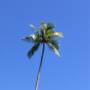 Nouvelle-Calédonie - Un palmier royal parmi tant d