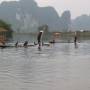 Chine - Pêche au cormorans