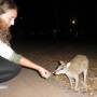 Australie - Magali donne a manger au wallabie
