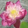 Thaïlande - fleur de lotus