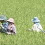 Thaïlande - femmes dans les champs