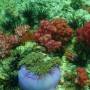 Thaïlande - corail en fleurs et anémone
