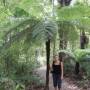 Nouvelle-Zélande - fougère arborescente