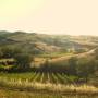 Italie - Panorama de la campagne toscane