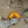 Thaïlande - Papillon feuille morte