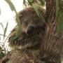 Australie - un koala en pleine action