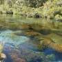 Nouvelle-Zélande - Une source où des algues ondulent