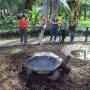 Équateur - Petite tortue des Galapagos !
