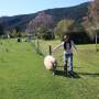 Nouvelle-Zélande - Dressage de mouton !