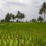 Indonésie - Balade dans les rizieres
