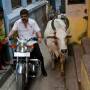 Inde - Circulation difficile dans les rues étroites