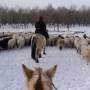 Mongolie - les goat boy