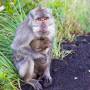 Indonésie - Rencontre avec des singes