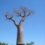 Madagascar - Arbre de Baobab