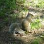 USA - Les écureuils pleurent peut être le lundi à central park, mais pas le jeudi en tout cas!!