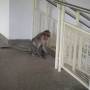 Inde - macaques