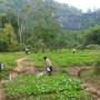 Laos - Grand potager dans un village