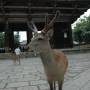 Japon - Nara