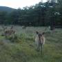 Japon - Parc National de Kirishima