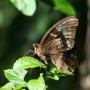 Nouvelle-Calédonie - beau papillon, impossible de le prendre ouvert avec ses ailes bleues