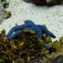Nouvelle-Calédonie - Aquarium - Etoile de mer bleu 