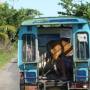 Indonésie - transport de vache