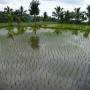 Indonésie - rice field