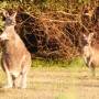 Australie - Wilson Promotory National Park