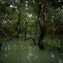 Cambodge - Forêt noyée