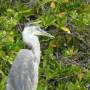 GALAPAGOS:Isabela