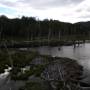 Argentine - parque Tierra Del Fuego, ravage par les castors