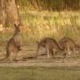 Australie - Kangaroo and joey