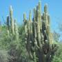 Argentine - Un cactus