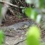 Belize - crocodile au lodge