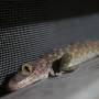 Philippines - Un gros gecko dans notre salle de bain!