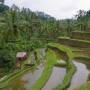 Bali : Part 2 – Ubud, sa...