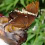 Guatemala - Papillon Atitlan