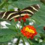 Guatemala - Papillon Atitlan