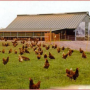 Argentine - Photo de cours, élevage poulet en Angleterre