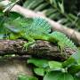 Costa Rica - lezard