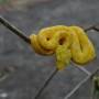 Costa Rica - SERPENT SOURCILS