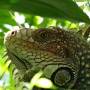 Costa Rica - iguana