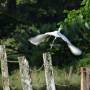 Costa Rica - white egret