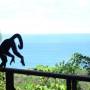 Costa Rica - capuccine monkeys