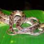 Costa Rica - serpent