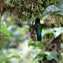 Costa Rica - colibri