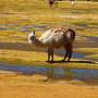 Bolivie - 