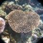 Australie - Corail en forme de coeur