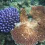Australie - Corail bleu et rose